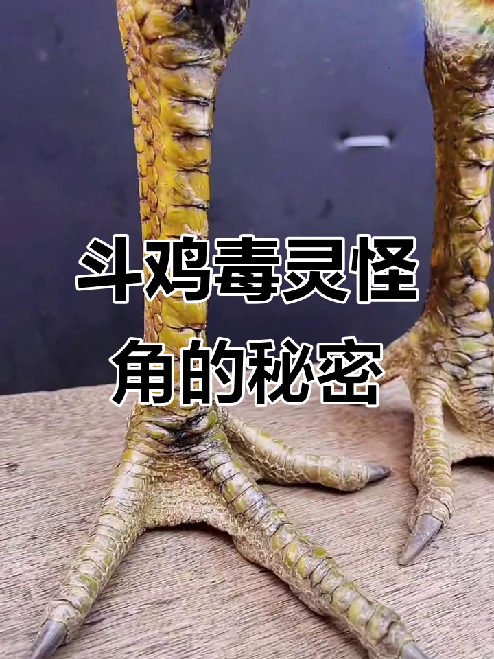 斗鸡毒灵怪角揭秘：为什么它如此重要？