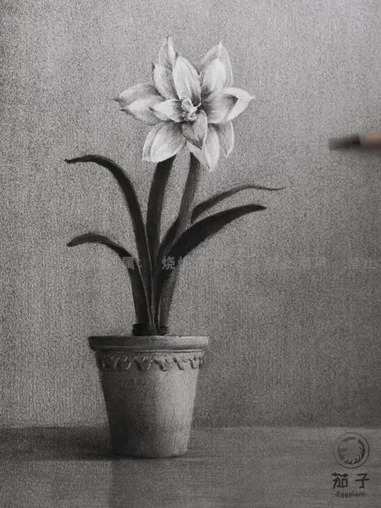 「烧烧茄子」素描静物教程分享~碳粉画盆栽静物,美术生收藏!