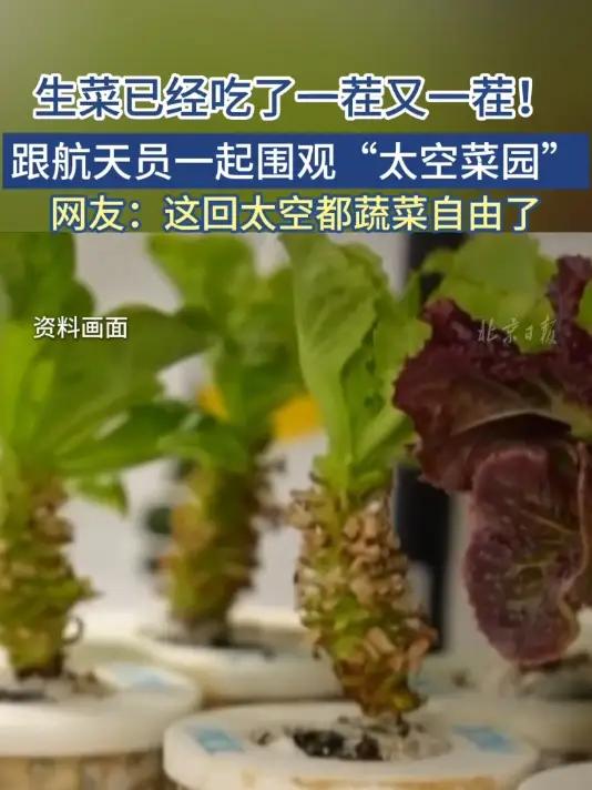 「跟航天员一起围观太空菜园 生菜已经吃了一茬又一茬!」随着神舟十九号飞行任务进入发射准备阶