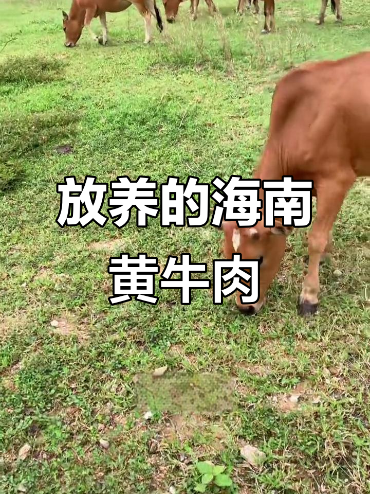 海南小黄牛户外放养,皮毛发亮肉质鲜美