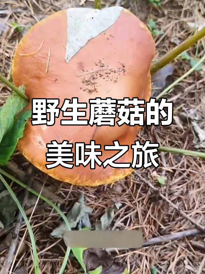 粘团子香气扑鼻,炖肉炒菜皆美味,深受北方人喜爱
