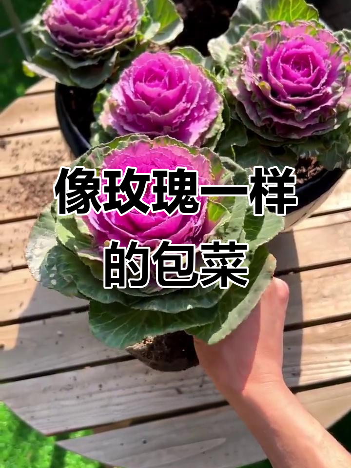 羽衣甘蓝:低温下更美的包菜花卉,多年生老桩开花惊艳