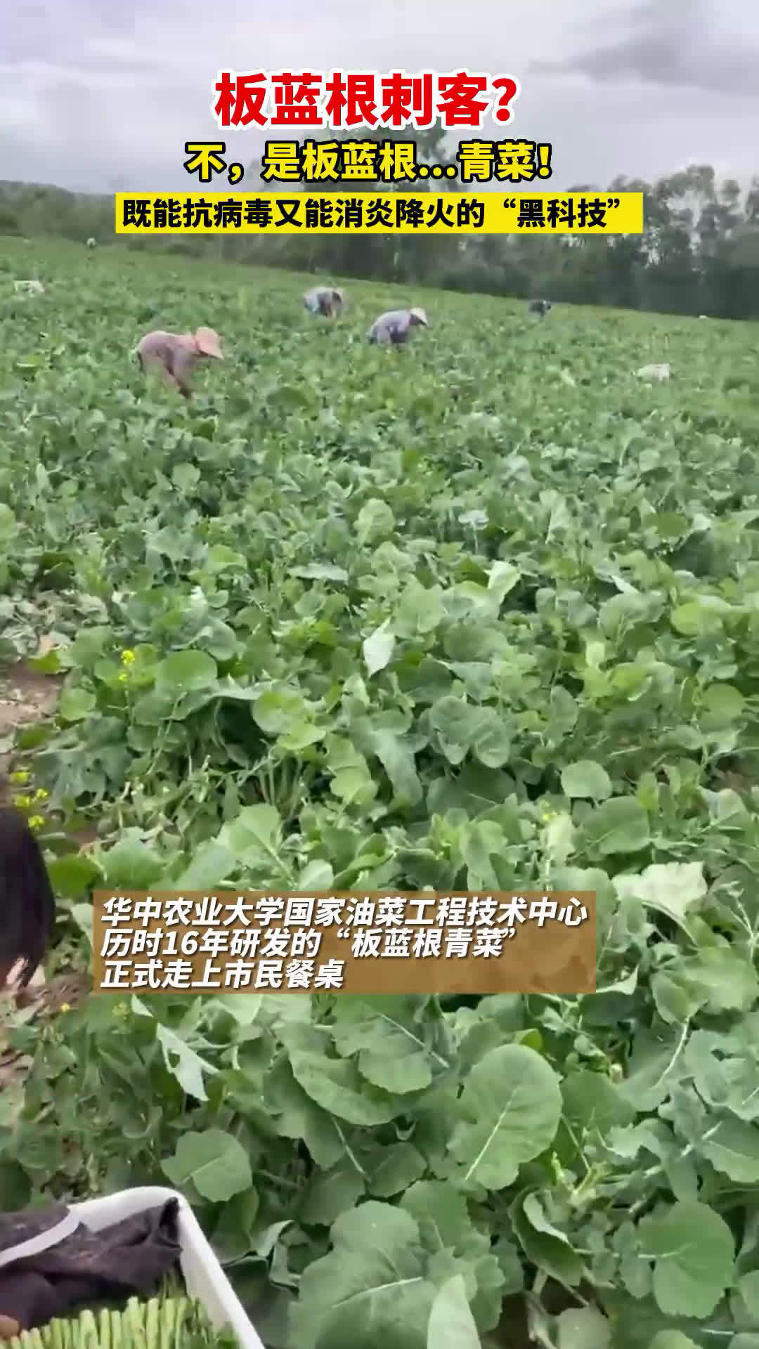 武汉民生「华农板蓝根青菜在汉上市」由 华中农业大学 研发,具有广谱抗病毒功效的新型蔬菜——