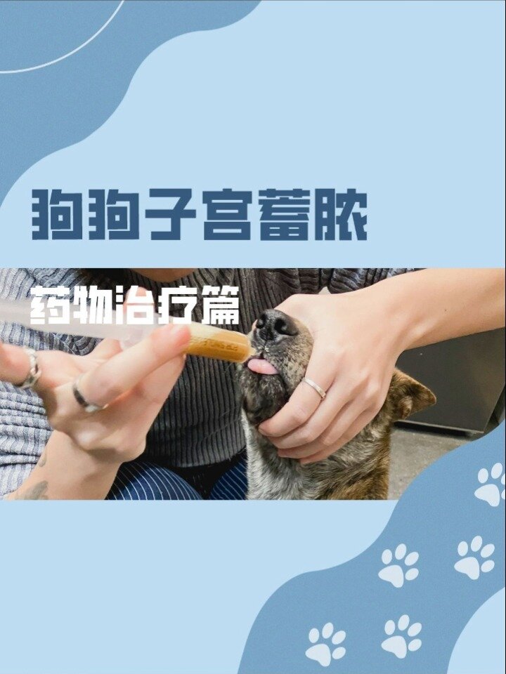 狗狗子宫蓄脓保守治疗及喂药方法