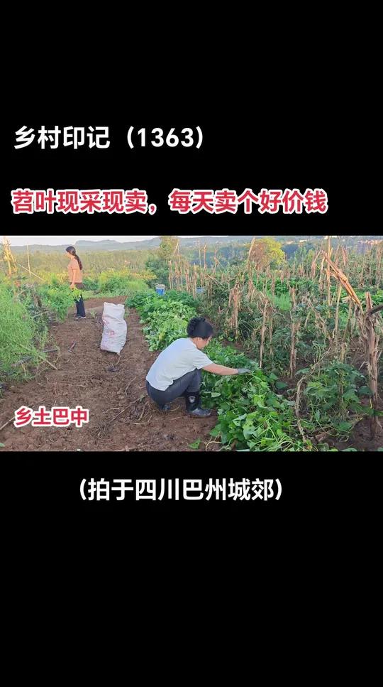 南龛山上的苕叶,新鲜的绿色蔬菜 原创视频 记录真实生活 百姓生活 随拍记录生活