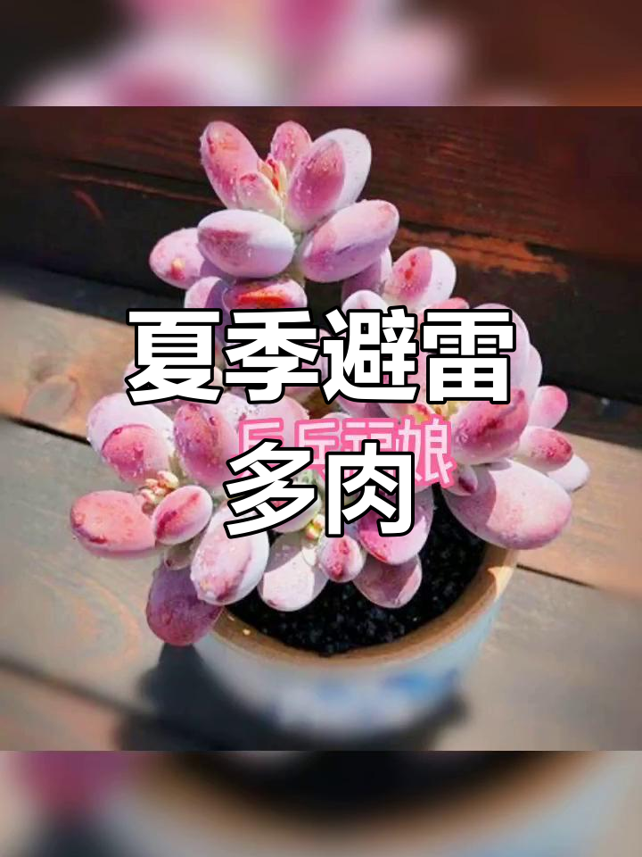 夏季最难养的多肉品种,避免入手