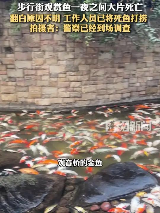 步行街观赏鱼一夜之间大片死亡,翻白原因不明 工作人员已将死鱼打捞,拍摄者:警察已经到场调查