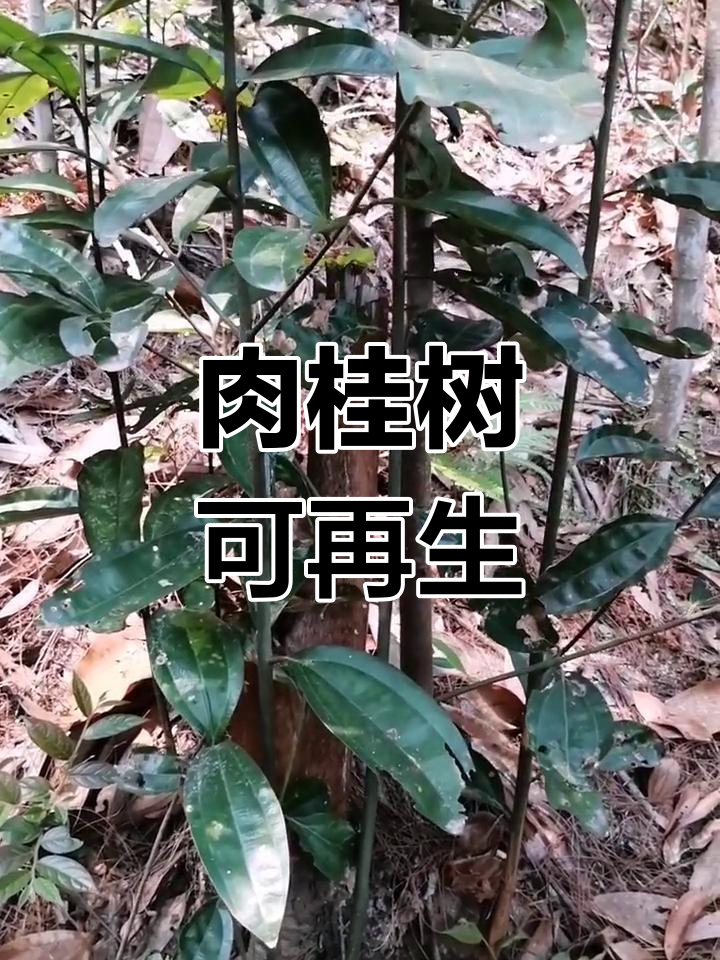 肉桂树砍伐后能再生,小苗不断生长