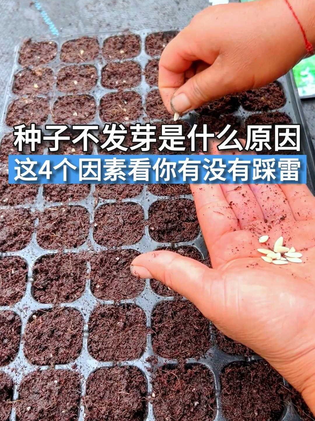 种子不发芽是什么原因?