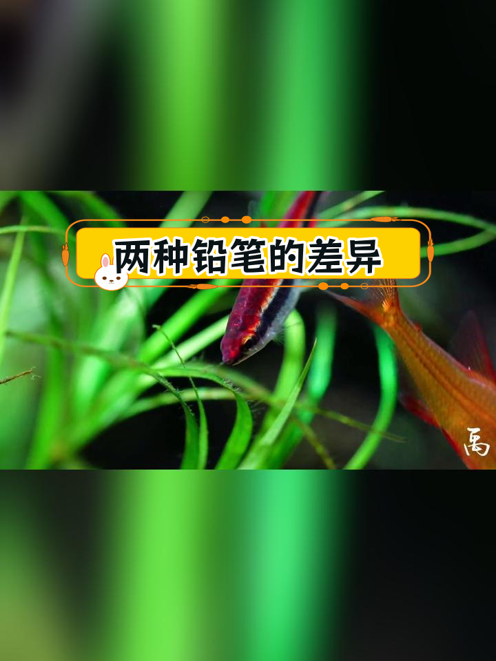 红背铅笔与红肚铅笔的区别