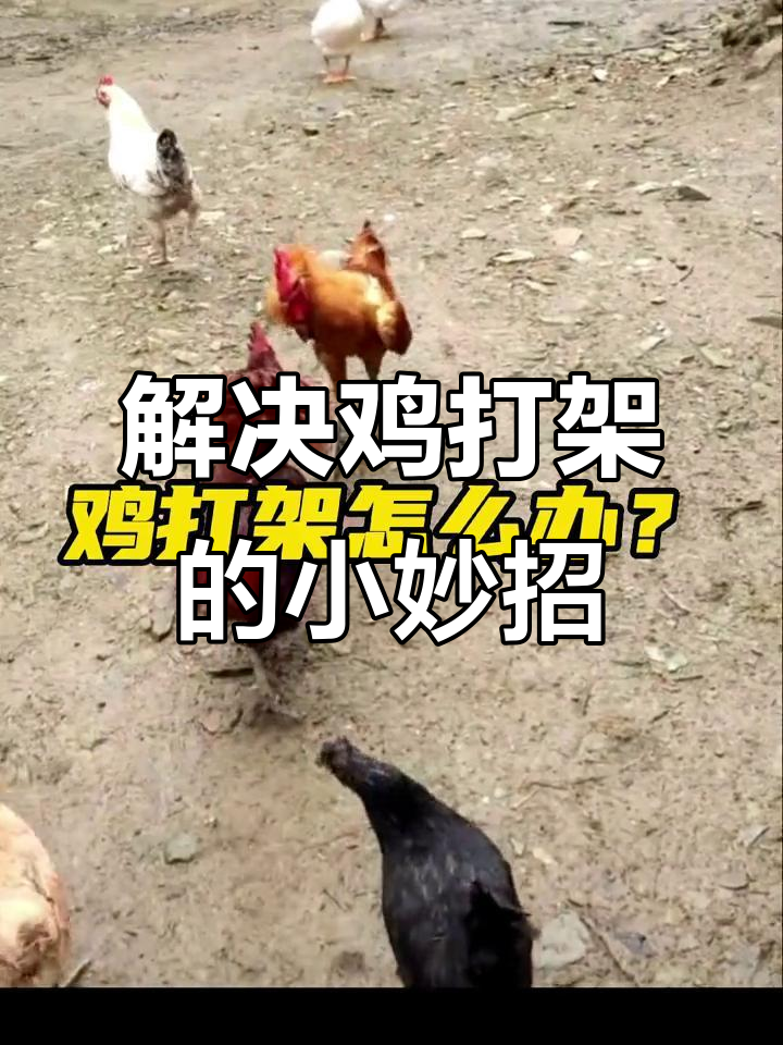 鸡打架怎么办?试试这个方法,轻松解决