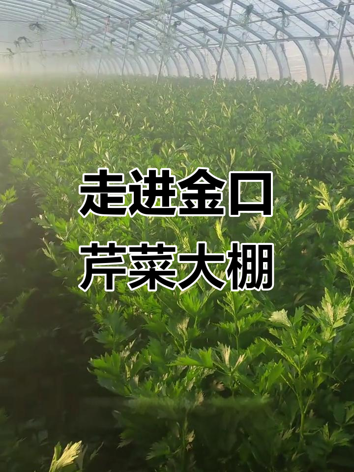 金口芹菜大棚探秘,绿色农业新风潮