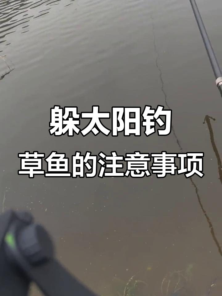 春季钓草鱼技巧:如何避免太阳影响,深水夜钓更佳