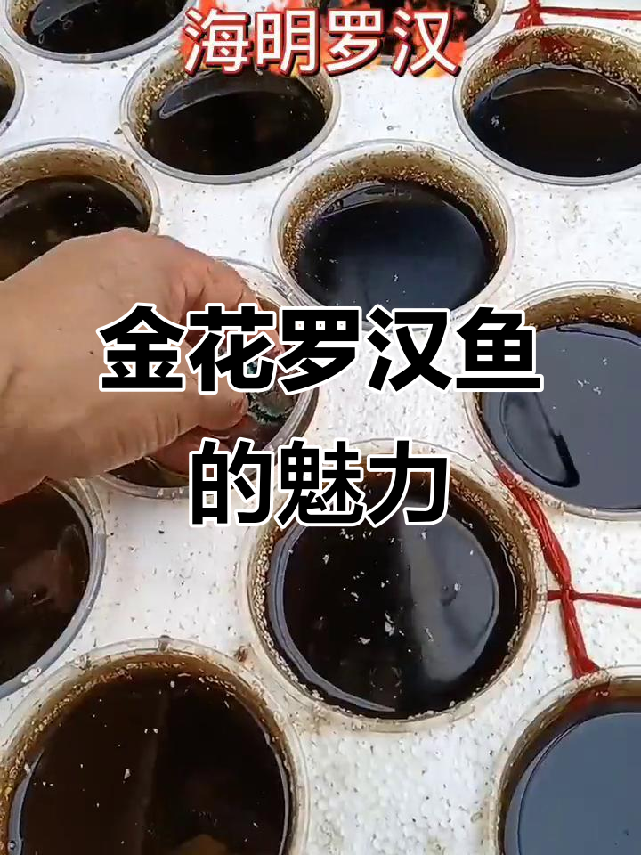 罗汉鱼金花与红运的区别,自然光下的美丽色彩