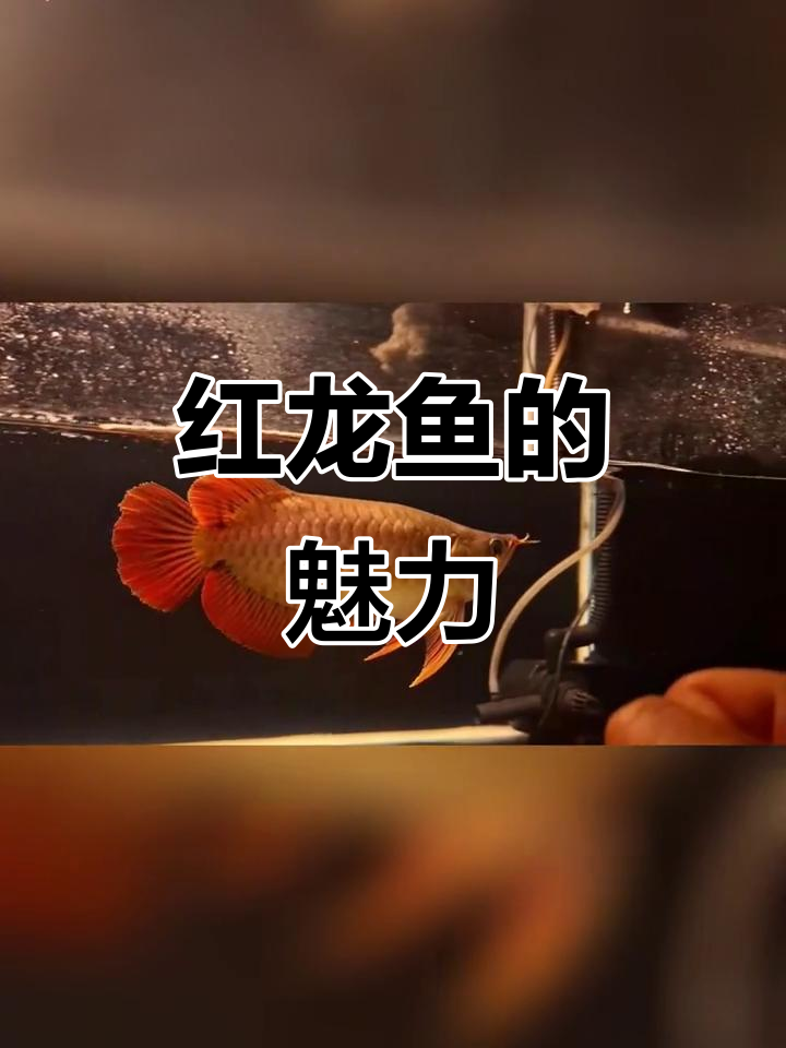 短身福龙红龙鱼,天花板大湖的美丽邂逅