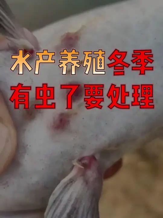 速看!水产养殖鱼体有虫了,影响收益,还是要处理一下的!