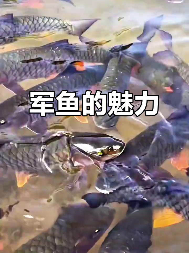 军鱼,淡水美味之王,杂食性强,观赏价值高