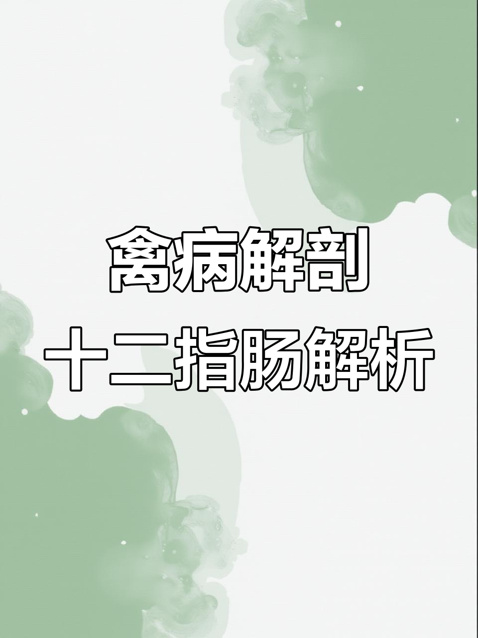 禽病兽医现场解剖,揭秘鸡的肠道与盲肠结构
