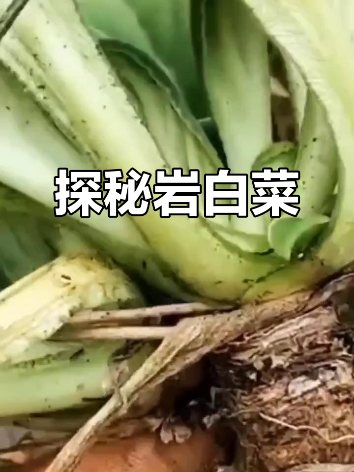 岩白菜:一年生的美丽草科植物,两种品种大揭秘