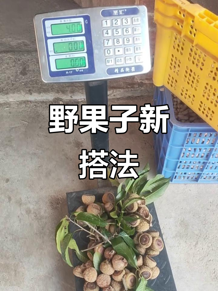 广西野生风流果,与牛大力金樱子搭配泡水,效果更佳!