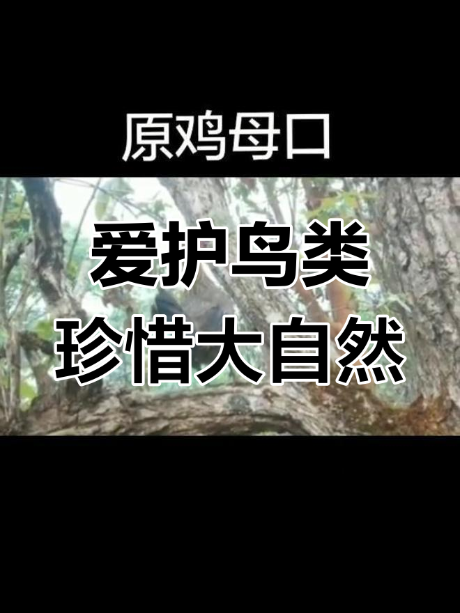 母鸡下蛋的奇妙声音