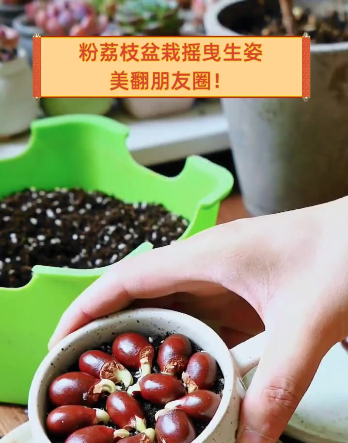 粉荔枝盆栽摇曳生姿,美翻朋友圈!
