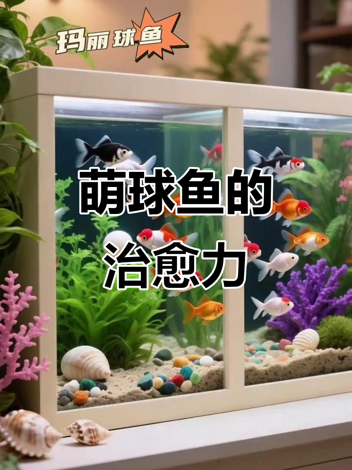 萌鱼治愈一切,圆滚滚的肚子让人忍不住想捏!