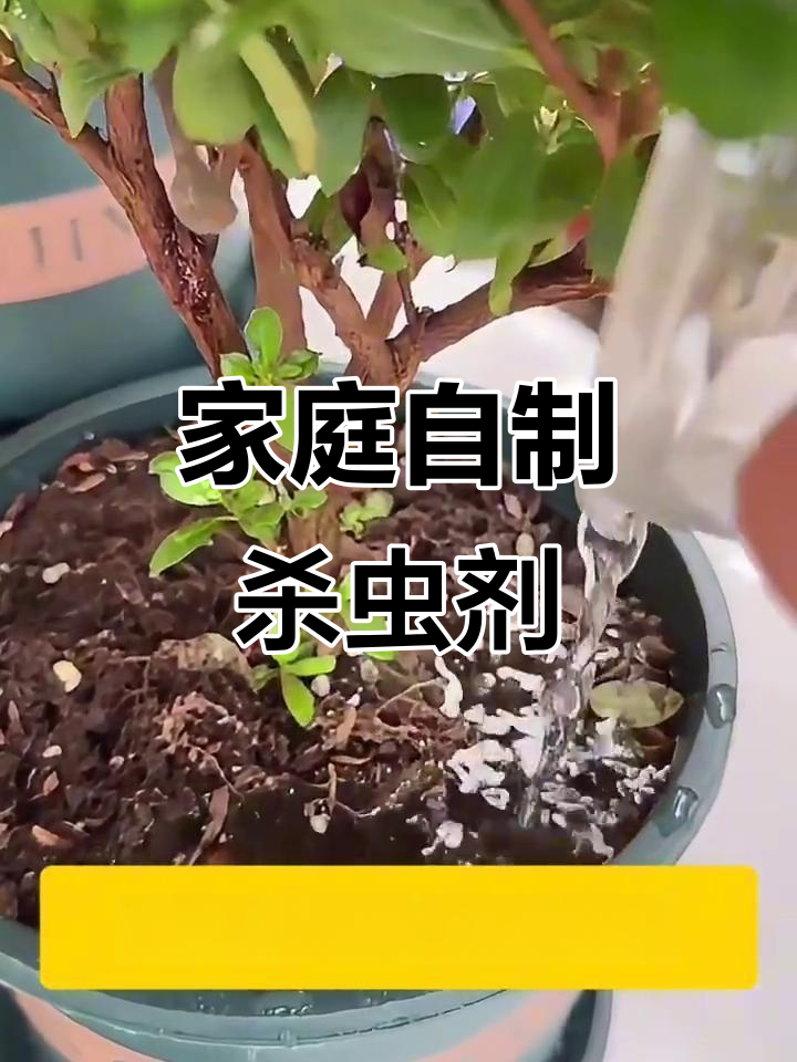 自制杀虫剂,轻松搞定花盆里的虫子问题