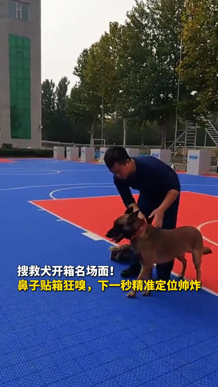 搜救犬开箱名场面!鼻子贴箱狂嗅,下一秒精准定位帅炸