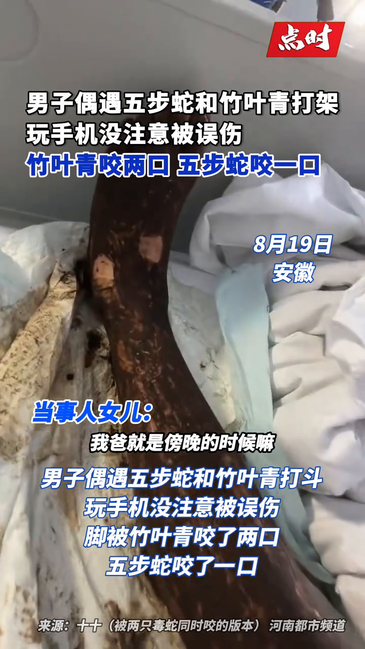 男子遇竹叶青五步蛇打架 玩手机没注意被两蛇误伤