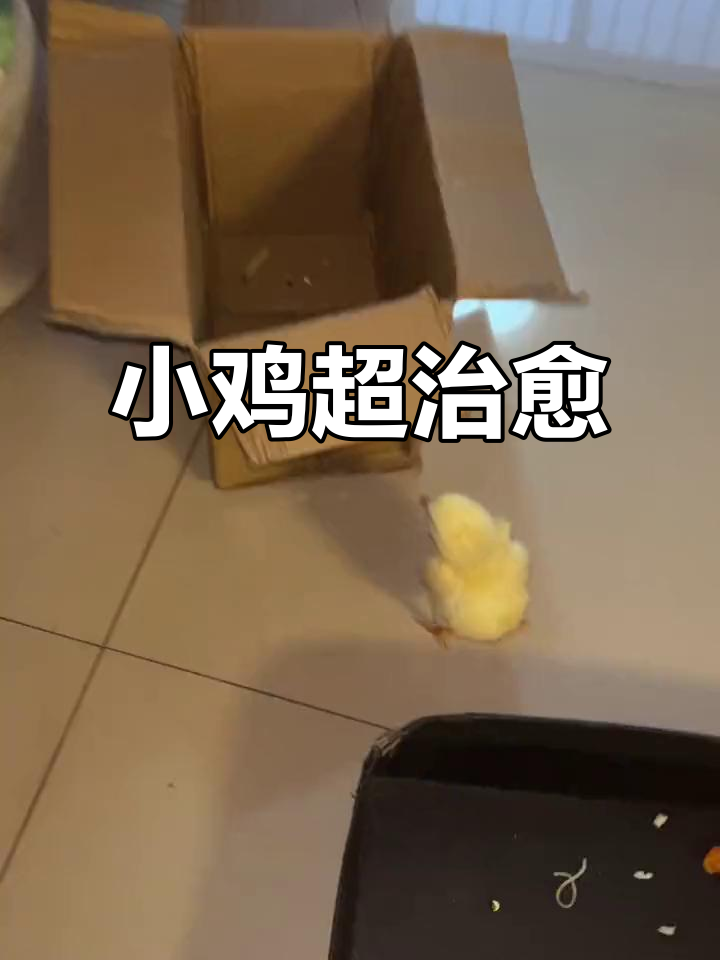 买了刺客却附赠萌宠,这只小鸡太可爱了!