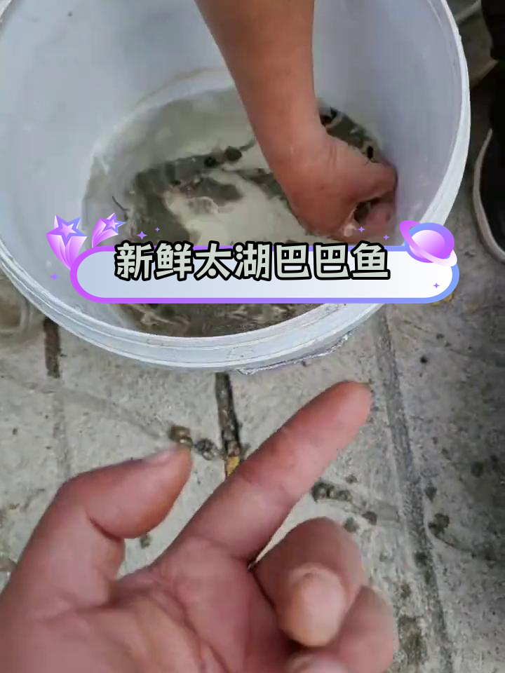 太湖野生鱼,风浪越大越珍贵