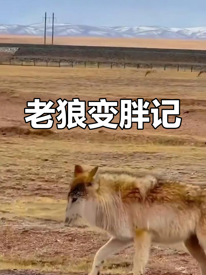 狼都受不了的“蛋黄派”文化,从骨瘦如柴到肥胖老狼