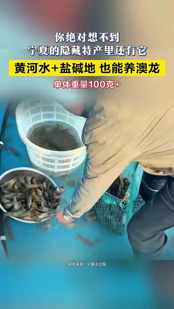 你绝对想不到,宁夏的隐藏特产里还有它。黄河水+盐碱地,宁夏也能养澳洲淡水龙虾,更实现单体重