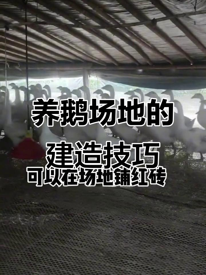 新手养鹅必看:如何建设适合的场地