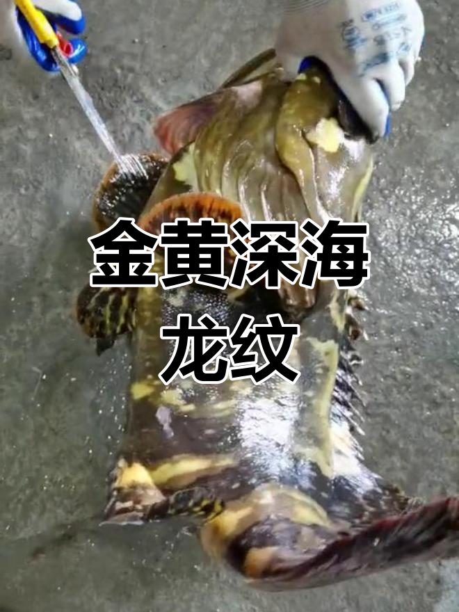 深海龙纹斑,闪耀金黄