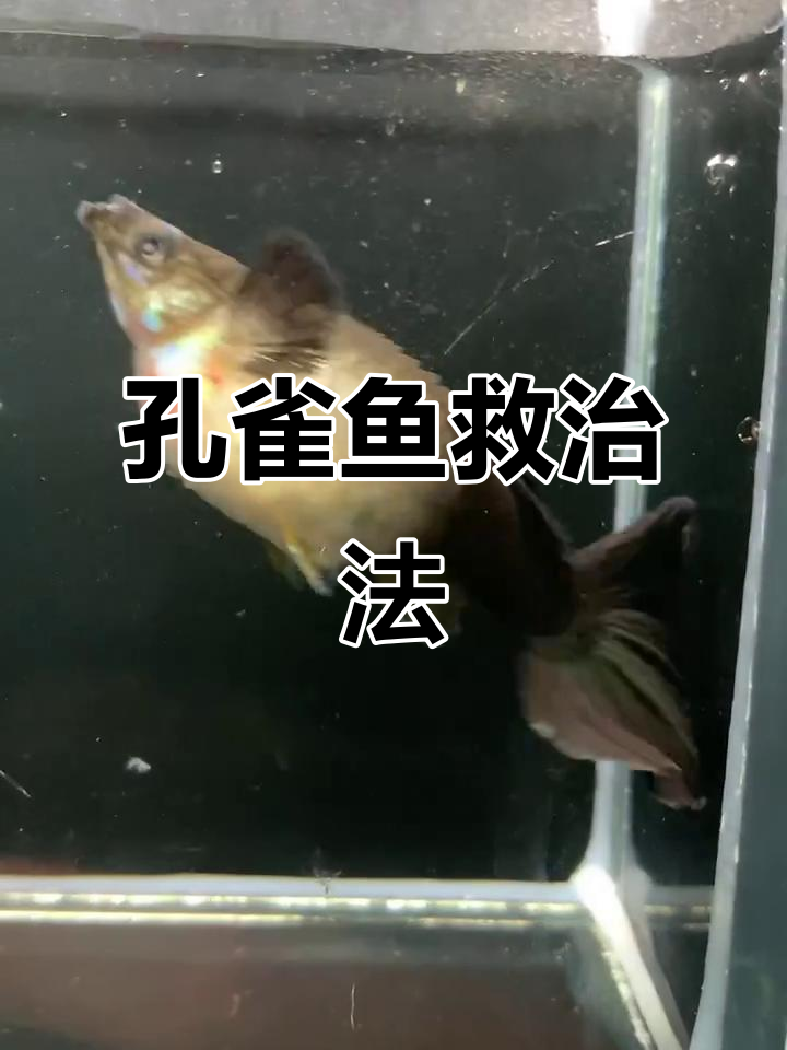 孔雀鱼炸鳞难以治愈,如有妙招请分享