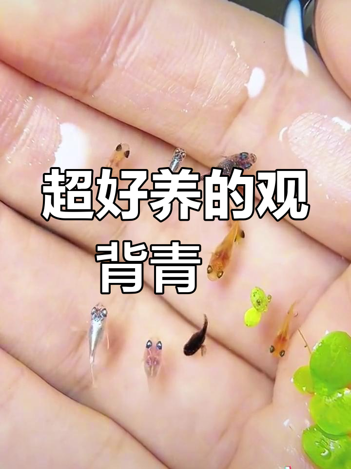 波妞的原型竟是这种耐寒耐热的鱼