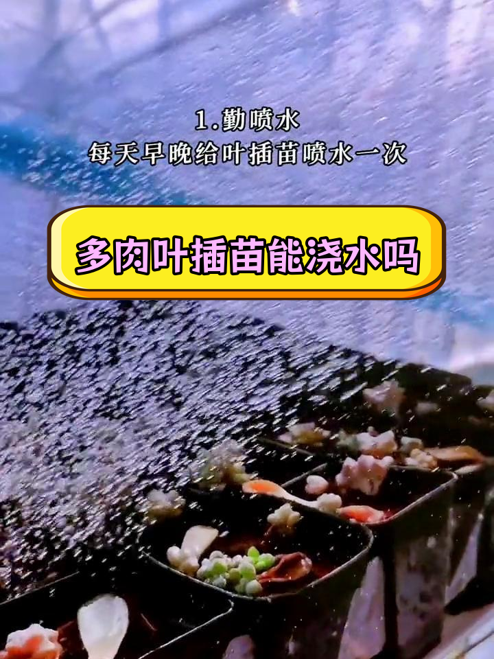 夏季多肉叶插苗如何养护与浇水