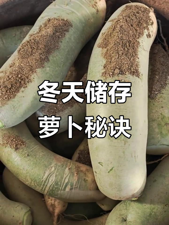 东北冬季储菜大揭秘:如何用沙子保存萝卜不坏