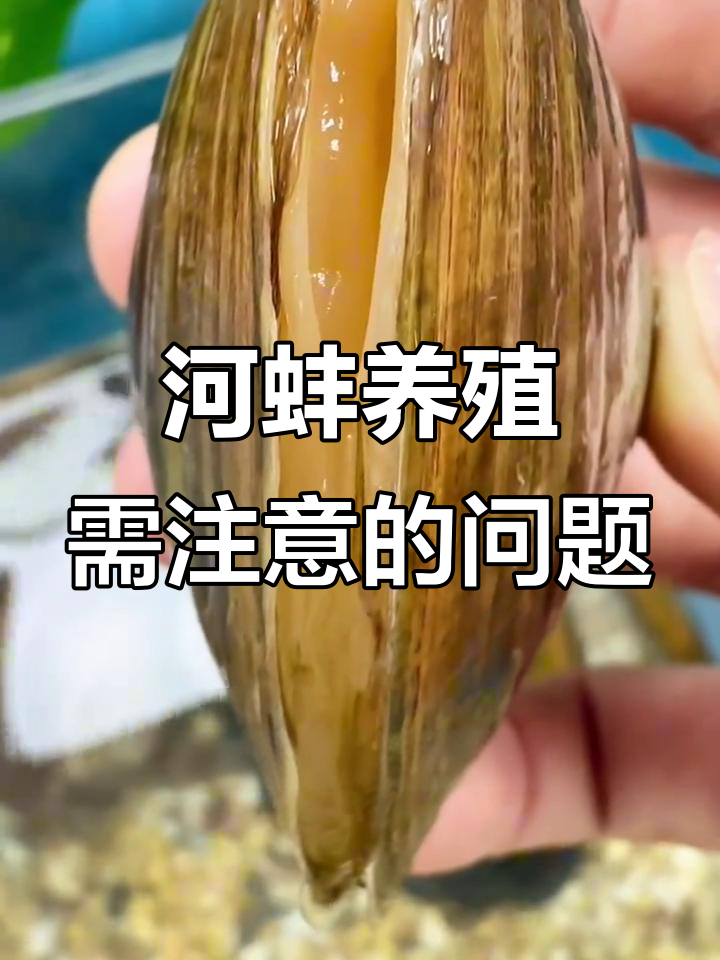 河蚌养在鱼缸的常见问题与注意事项