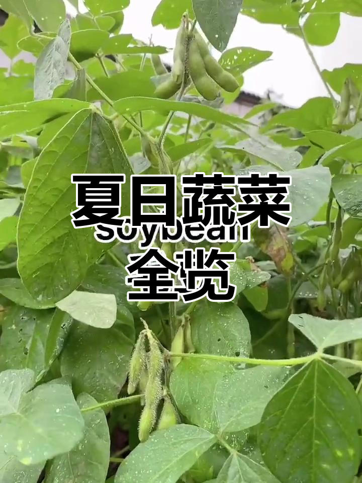 夏季蔬菜大揭秘,带你逛菜园认识这些美味!