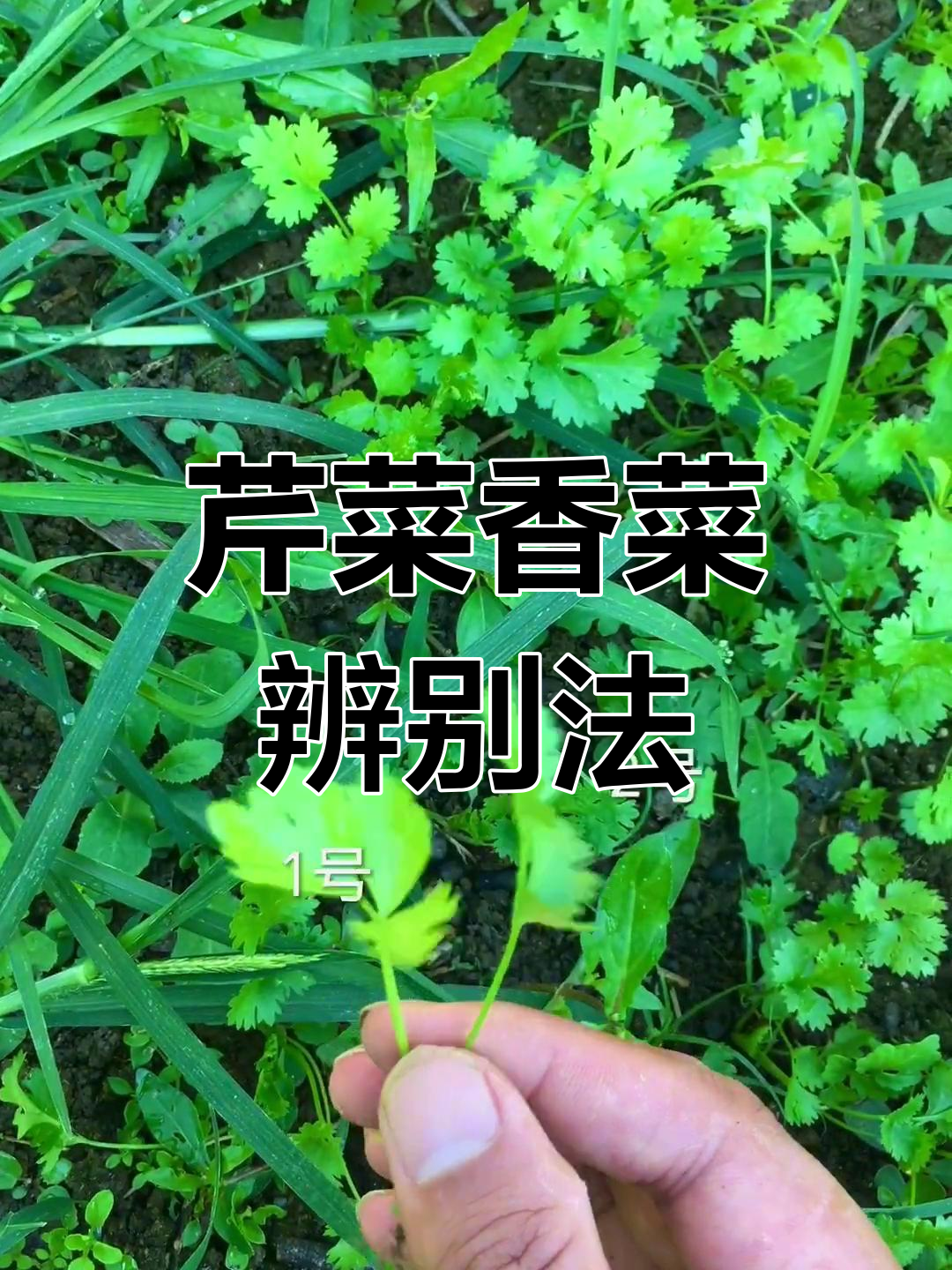 芹菜与香菜的细微差别,农民一眼能认出