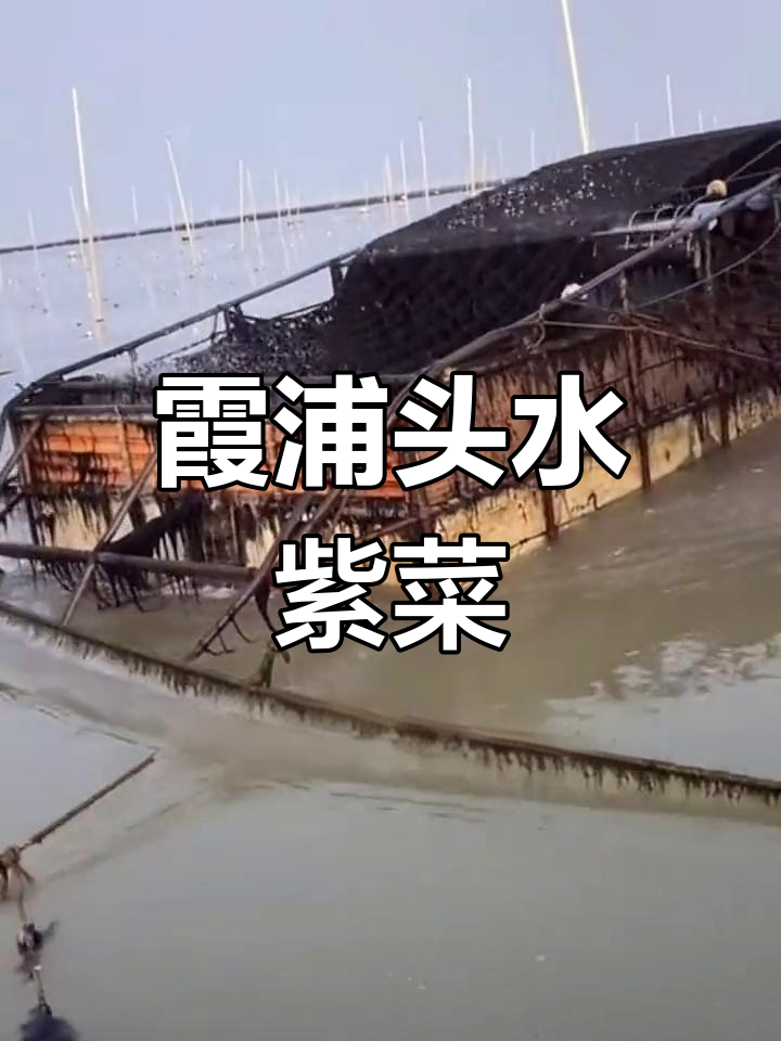 霞浦紫菜:头水品质,鲜美无添加