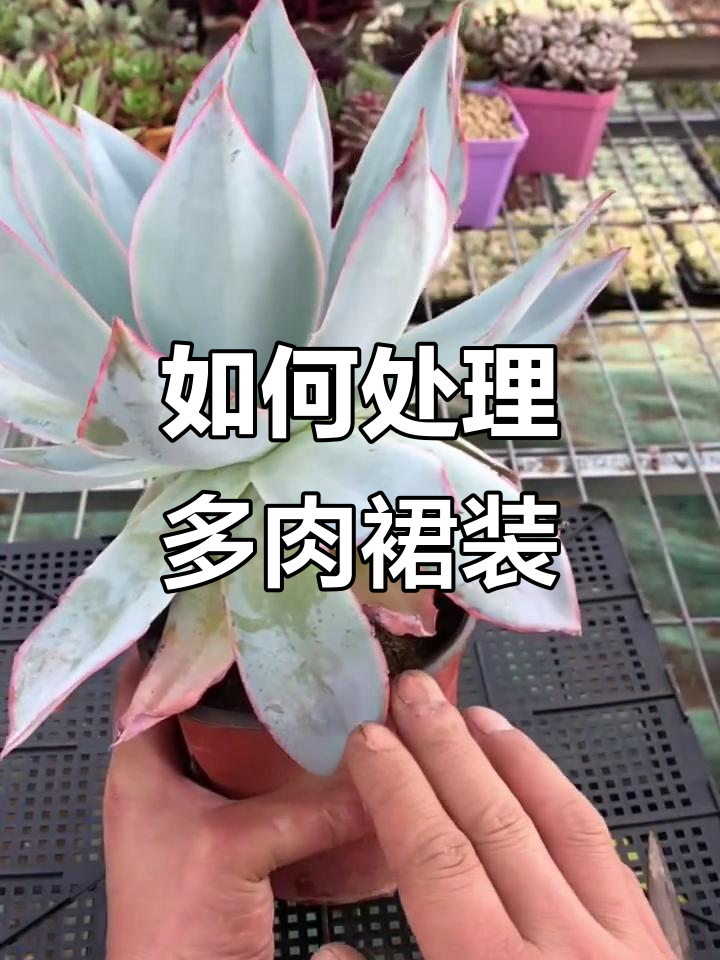 多肉植物穿裙子怎么办?简单粗暴的解决方法