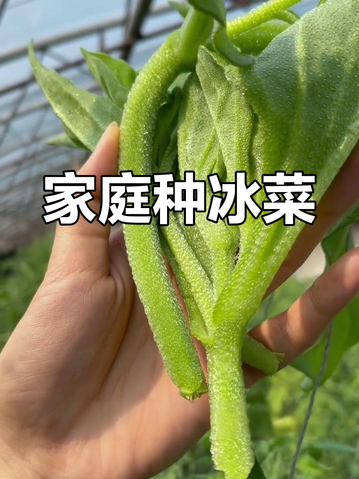 冰菜种植全攻略,快速生长口感佳