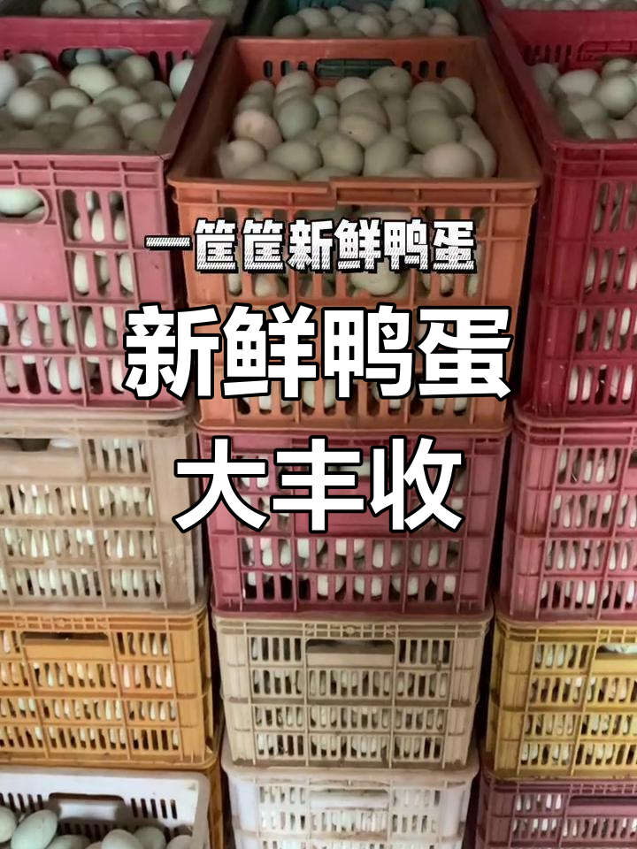 鸭子养殖场探秘,新鲜鸭蛋满筐