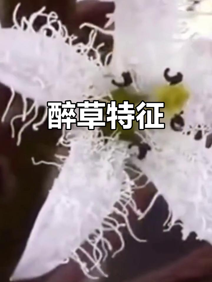 睡菜叶片椭圆,花冠白色,流苏状毛独特