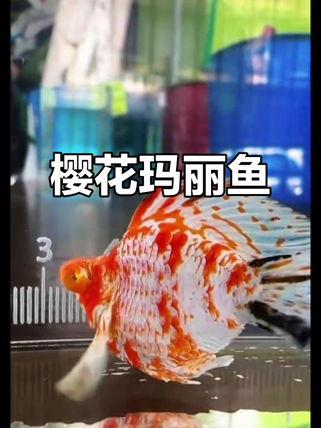樱花玛丽鱼,美丽花纹让人惊艳