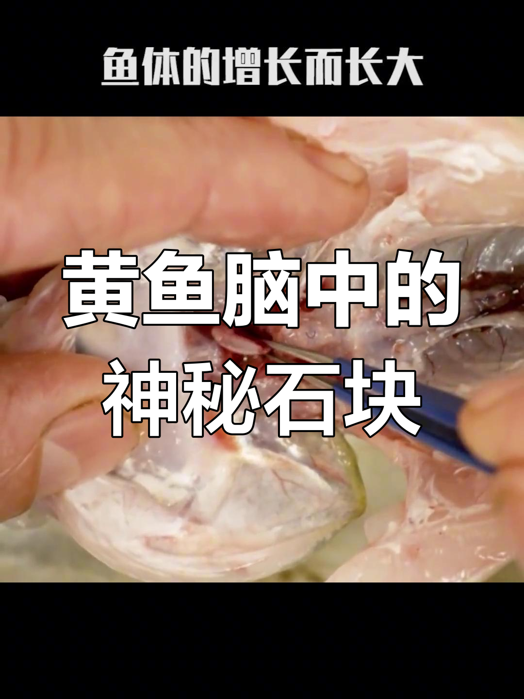 黄鱼脑袋里的“石头”究竟是什么?